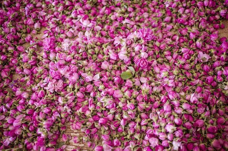 Fête de la Rose à Marrakech